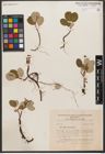 Foto von Salix reticulata L.